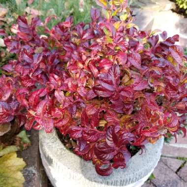 Leucothoe axillaris 'Curly Red'