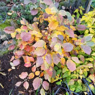 Fothergilla major