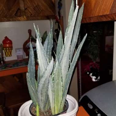 Sansevieria trifasciata 'Bantel's Sensation'