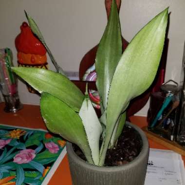 Sansevieria