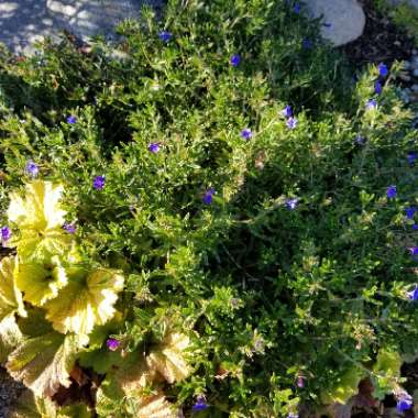 Lithodora Diffusa 'Compact Blue'