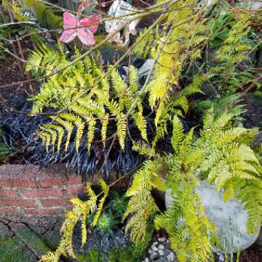 Dryopteris erythrosora 'Brilliance'