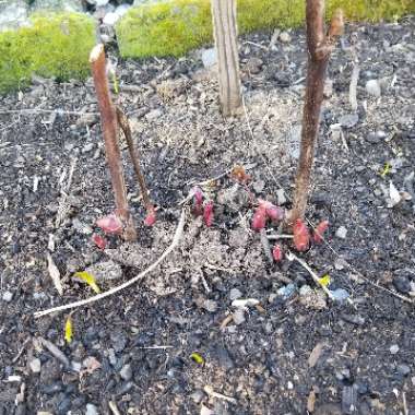 Paeonia 'Bartzella'