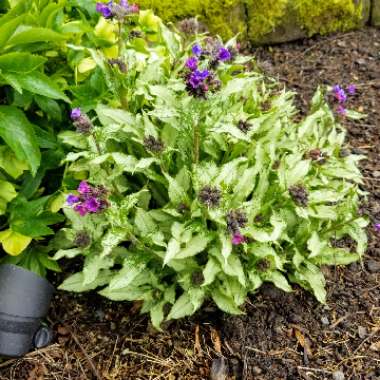 Pulmonaria officinalis