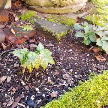 Dysosma versipellis 'Spotty Dotty' syn. Podophyllum versipelle 'Spotty Dotty'