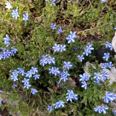 Lithodora diffusa' White Star'