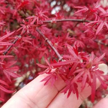 Acer Palmatum 'Shaina'