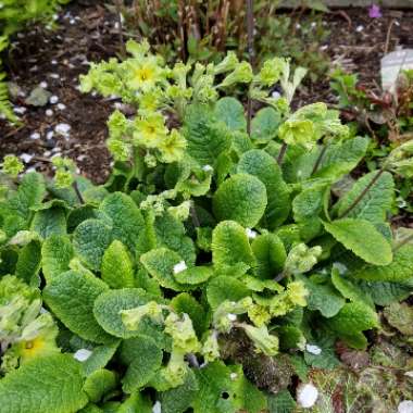 Primula vulgaris 'Francesca'