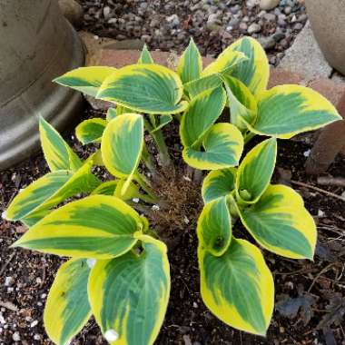 Hosta 'Bedazzled'