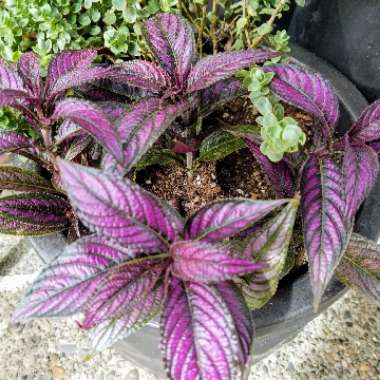 Strobilanthes dyeriana 'Persian Shield'