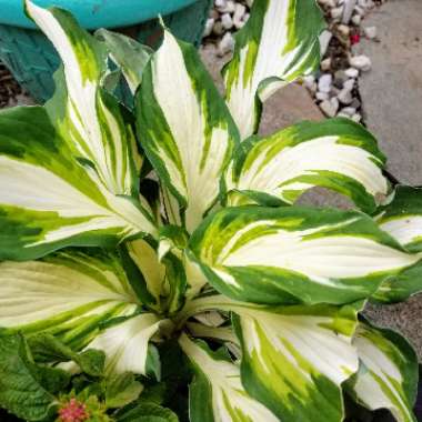 Hosta 'Enterprise'