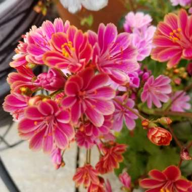 Lewisia cotyledon 'Elise Mixed' (Mix)