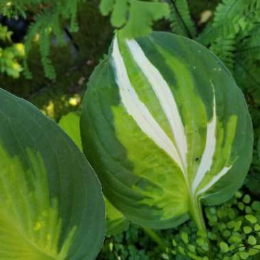 Hosta 'Vulcan'