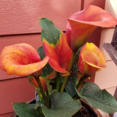 Zantedeschia 'Red Alert'