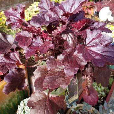 Heuchera