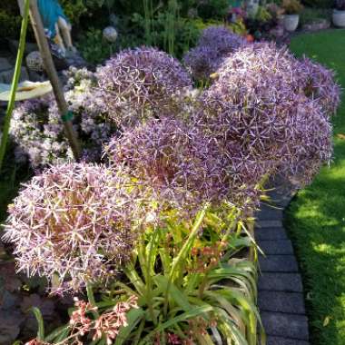 Allium