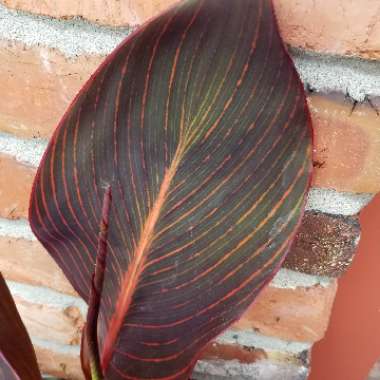 Canna 'Phasion' syn. Canna 'Durban', Canna 'Tropicanna', Canna 'Inferno'