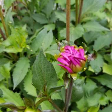 Dahlia 'Nuit d'ete'