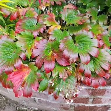 Mukdenia rossii 'Crimson Fans' syn. Aceriphyllum rosii