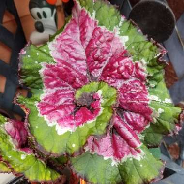 Begonia