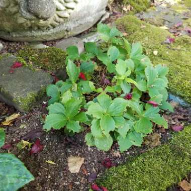 Cornus canadensis