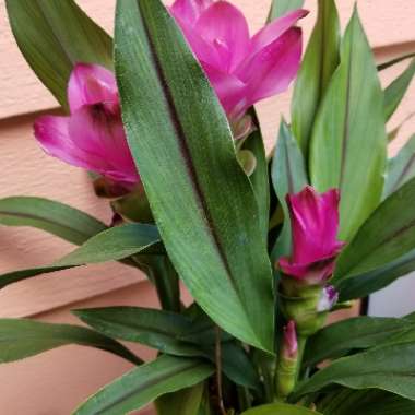 Curcuma alismatifolia