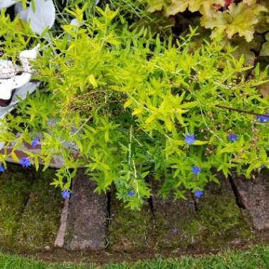 Lithodora Diffusa 'Compact Blue'