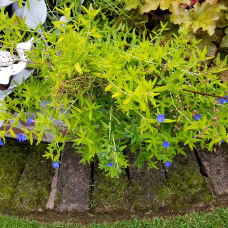 Plant image Lithodora Diffusa 'Compact Blue'