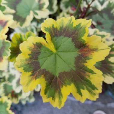 Pelargonium 'Mrs Pollock'