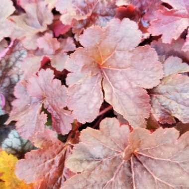 Heuchera