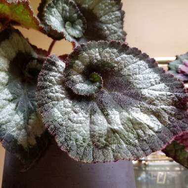 Begonia (Rex Cultorum Group) 'Escargot' syn. Begonia rex 'Escargot'