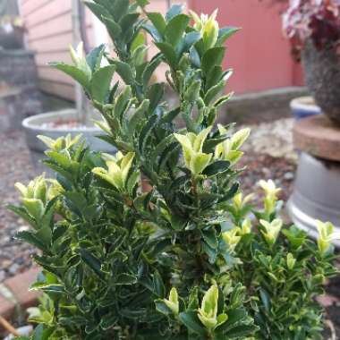 Euonymus japonicus 'Microphyllus Albovariegatus'