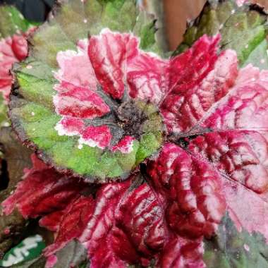 Begonia (Rex Cultorum Group)  syn. Begonia rex