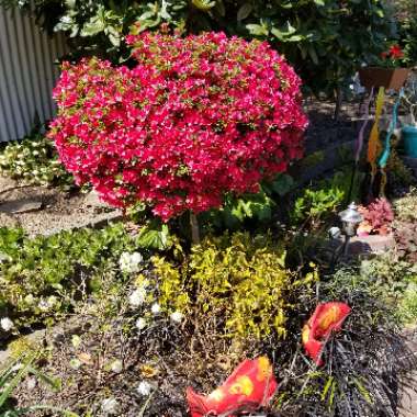 Rhododendron 'Hino Crimson'