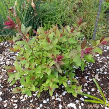 Spiraea 'Arguta' syn. Spiraea x arguta