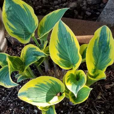 Hosta 'Bedazzled'