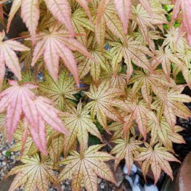 Acer palmatum 'Peaches and Cream'