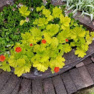 Geum 'Sunkissed Lime'