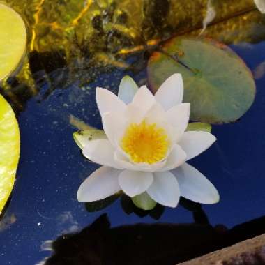 Nymphaea