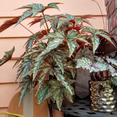 Begonia (Rex Cultorum Group)  syn. Begonia rex