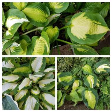 Hosta