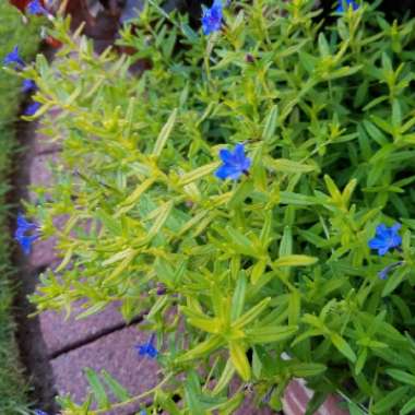 Lithodora Diffusa 'Compact Blue'