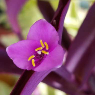 Tradescantia pallida