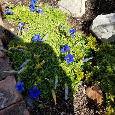 Gentiana Acaulis 'Holzmann'