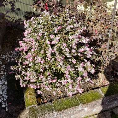 Aster lateriflorus 'Horizontalis'