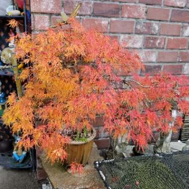 Acer palmatum 'Waterfall' (Dissectum Group) syn. Acer palmatum var. dissectum 'Waterfall'