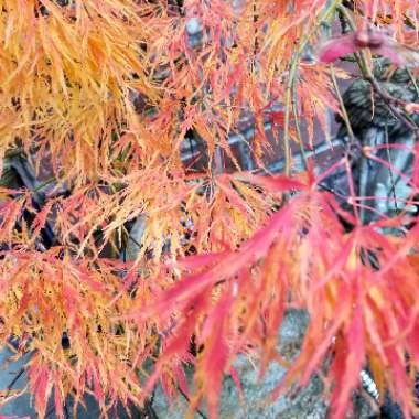 Acer palmatum 'Waterfall' (Dissectum Group) syn. Acer palmatum var. dissectum 'Waterfall'