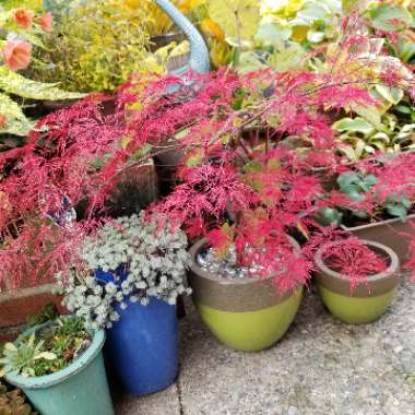 Acer Palmatum 'Red Feather'