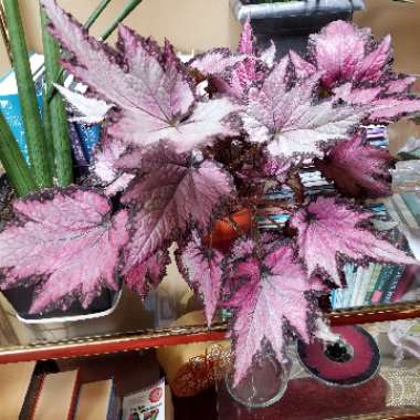 Begonia (Rex Cultorum Group)  syn. Begonia rex