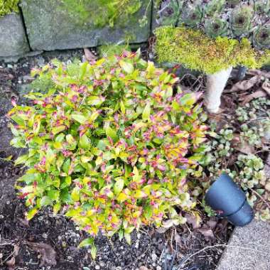 Leucothoe axillaris 'Little Flames'